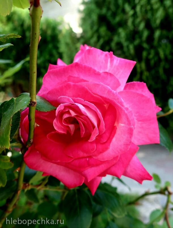 Чайная беседка