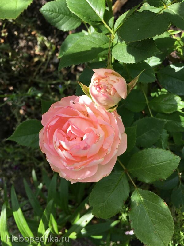 Чайная беседка