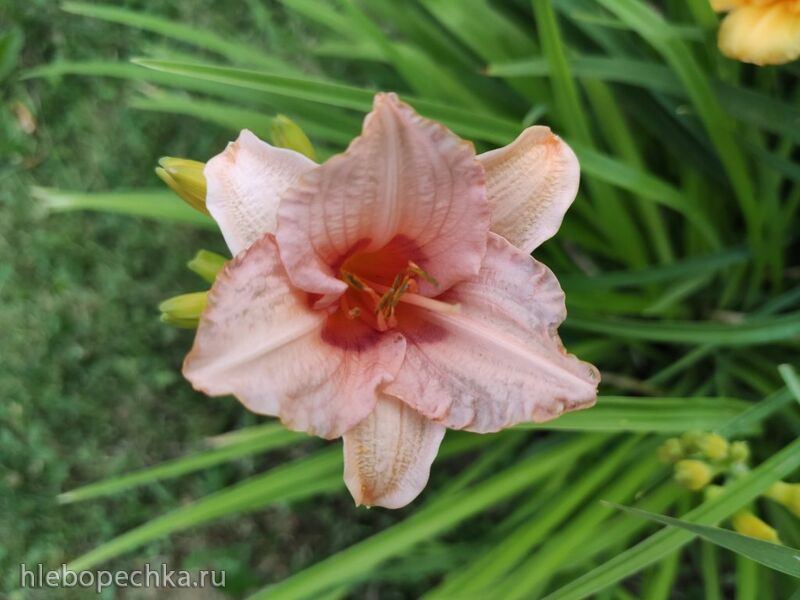 Кафе «У пани Сони»