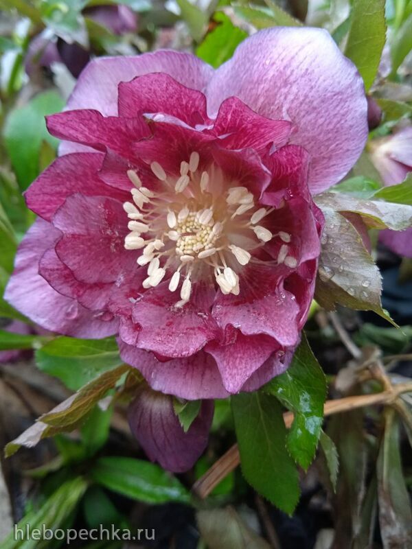 Чайная беседка