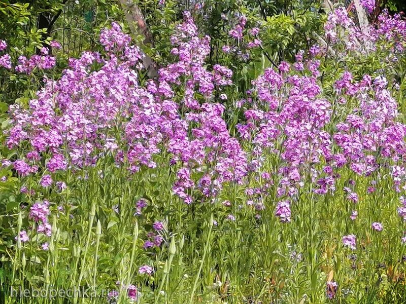 Чайная беседка