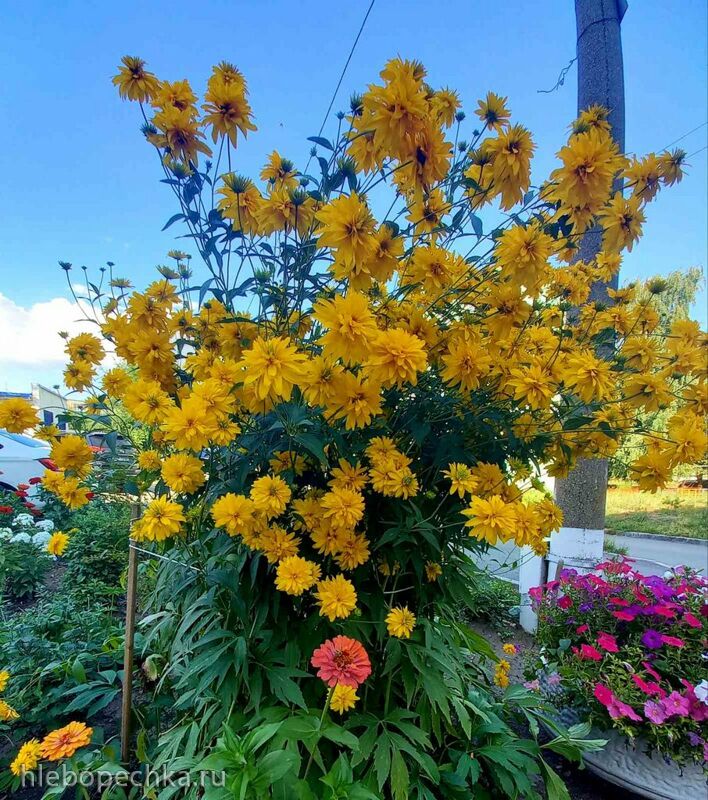 Чайная беседка