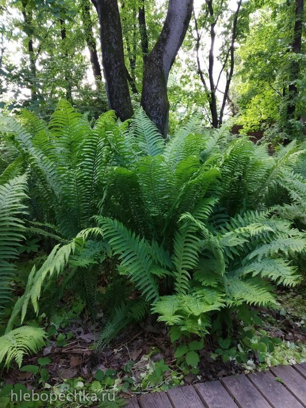 Чайная беседка