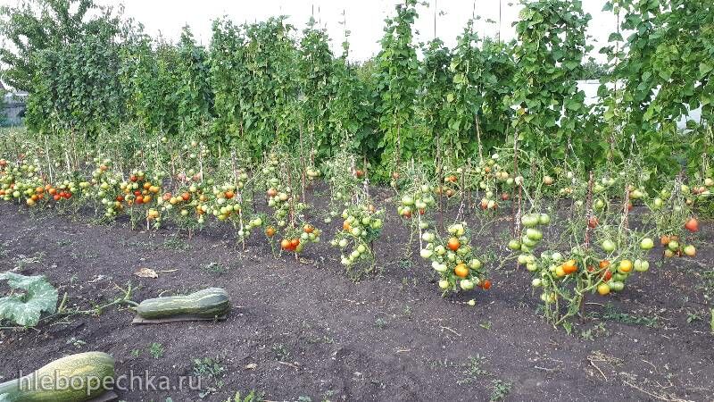 Чайная беседка