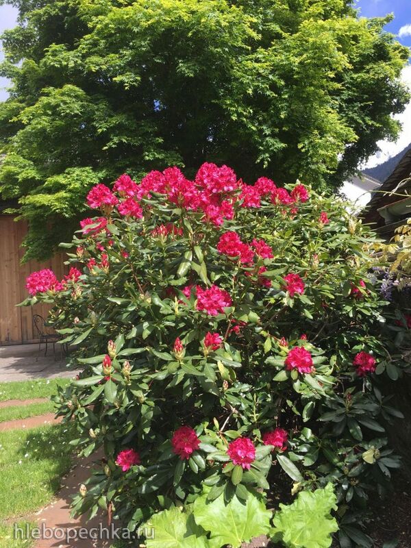 Чайная беседка