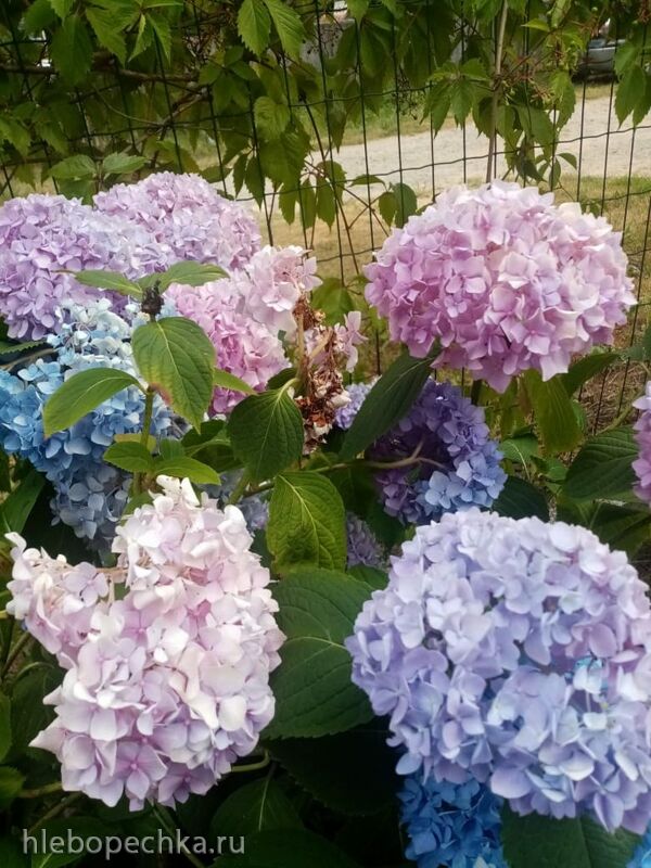 Tapтaлeтки & Ко