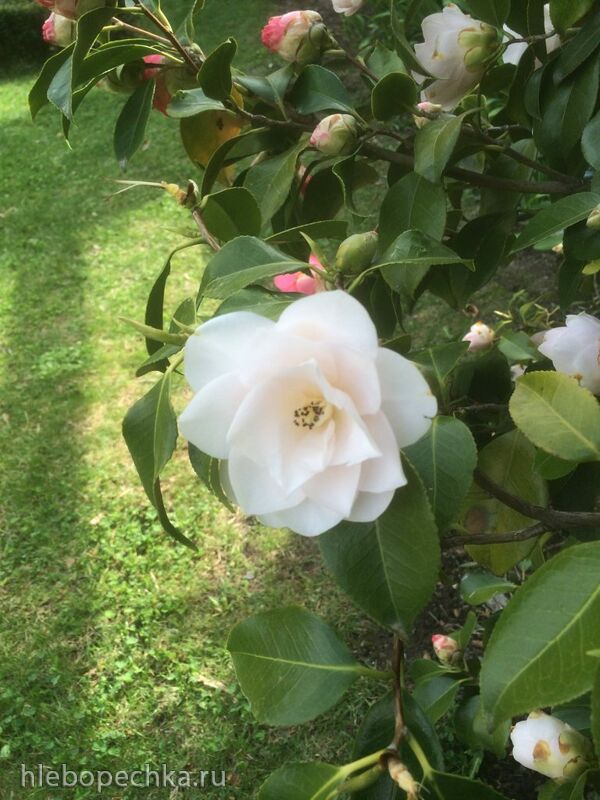 Чайная беседка