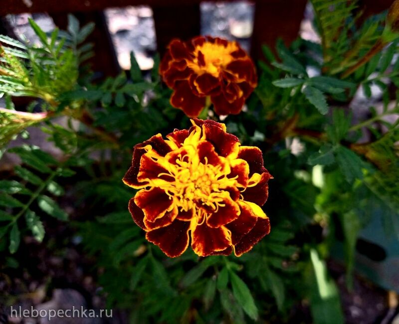 Чайная беседка