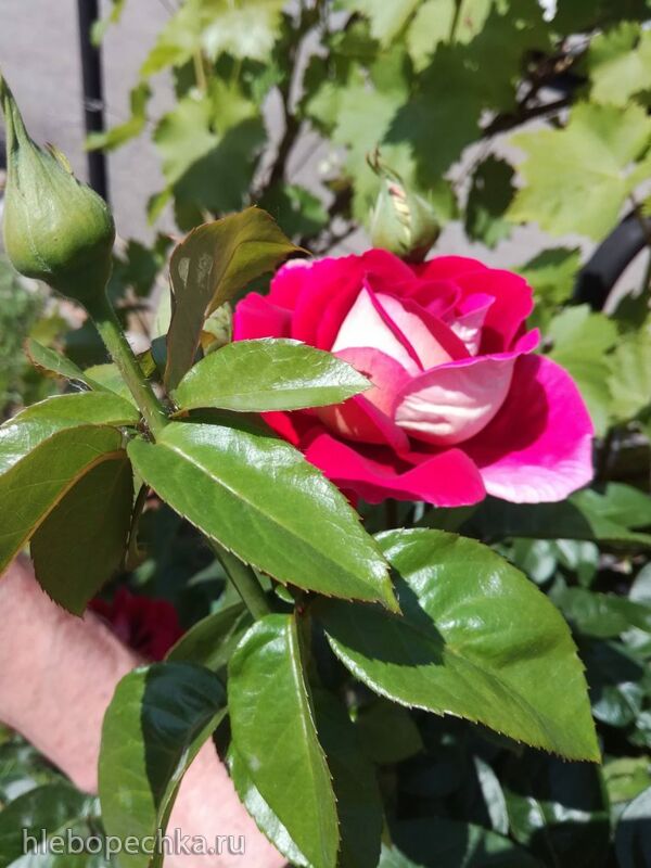 Чайная беседка