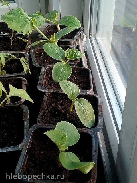 Пора выращивать рассаду