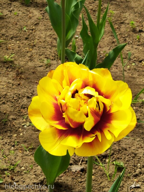 Чайная беседка