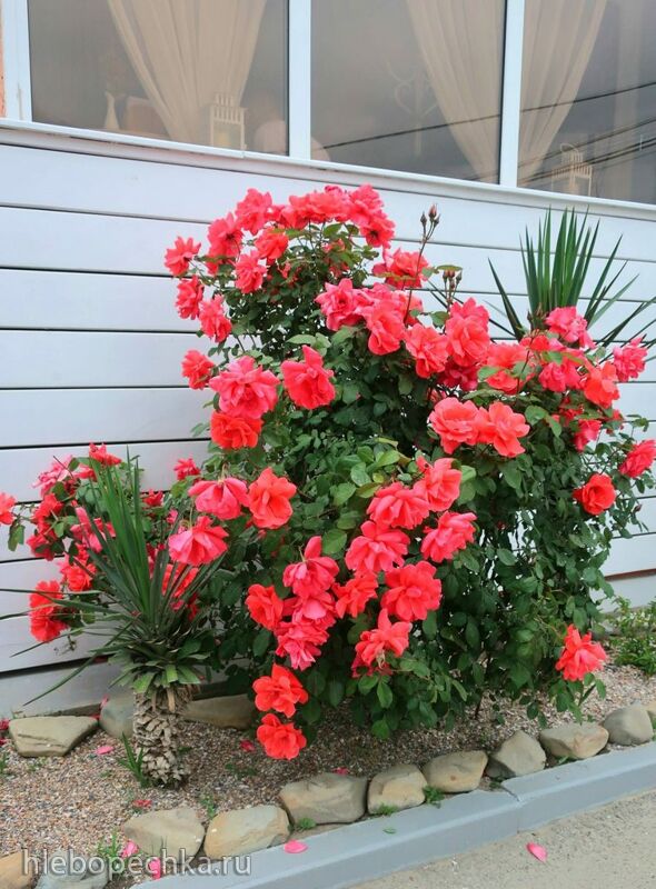 Чайная беседка