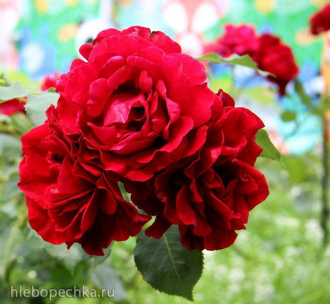 Чайная беседка