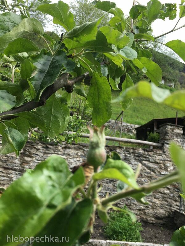 Чайная беседка