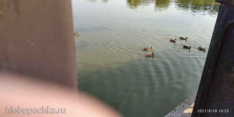 Tapтaлeтки & Ко