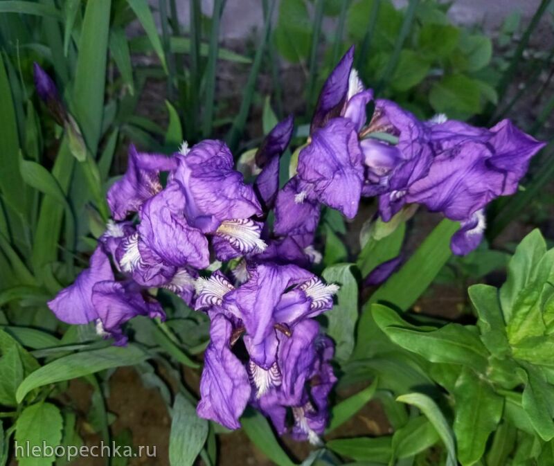 Tapтaлeтки & Ко