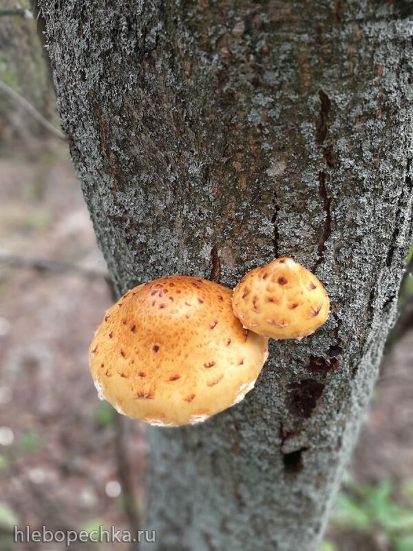 Кафе «У пани Сони»