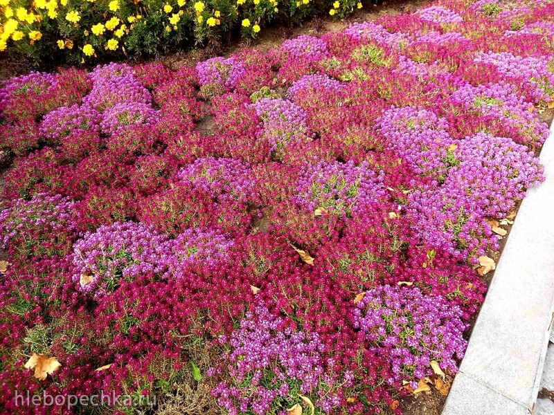 Чайная беседка