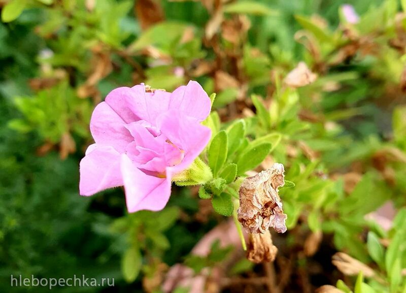 Чайная беседка