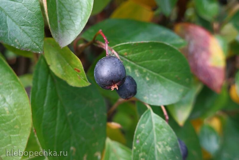 Tapтaлeтки & Ко