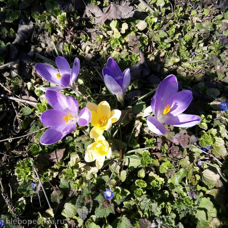 Чайная беседка