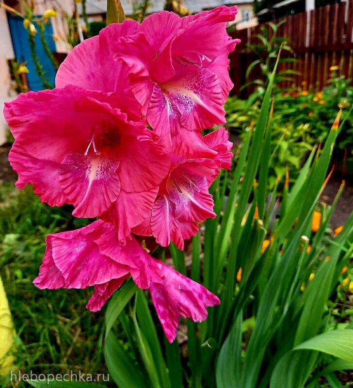 Tapтaлeтки & Ко