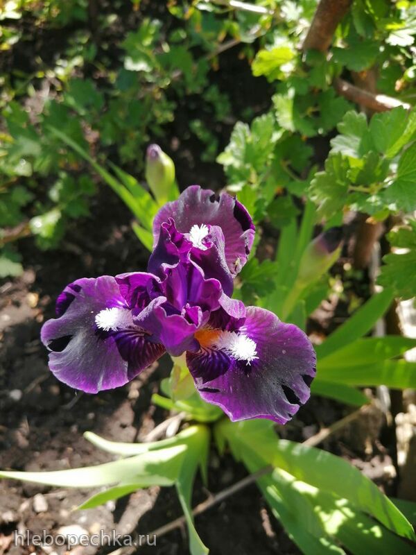 Чайная беседка