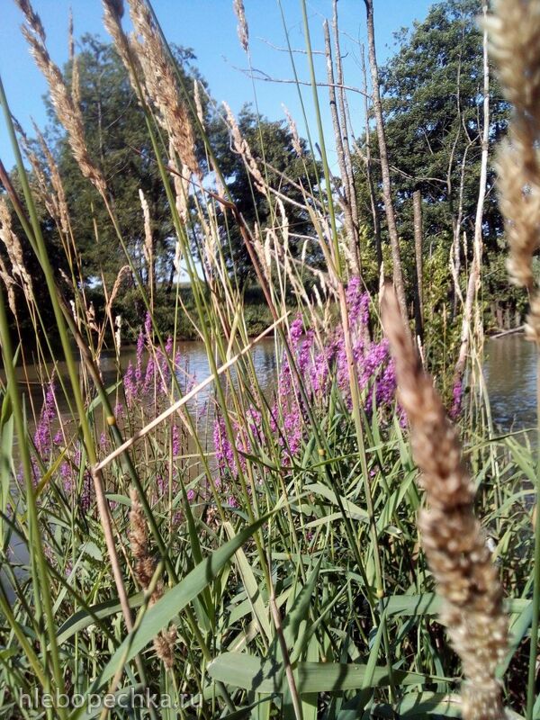 Чайная беседка