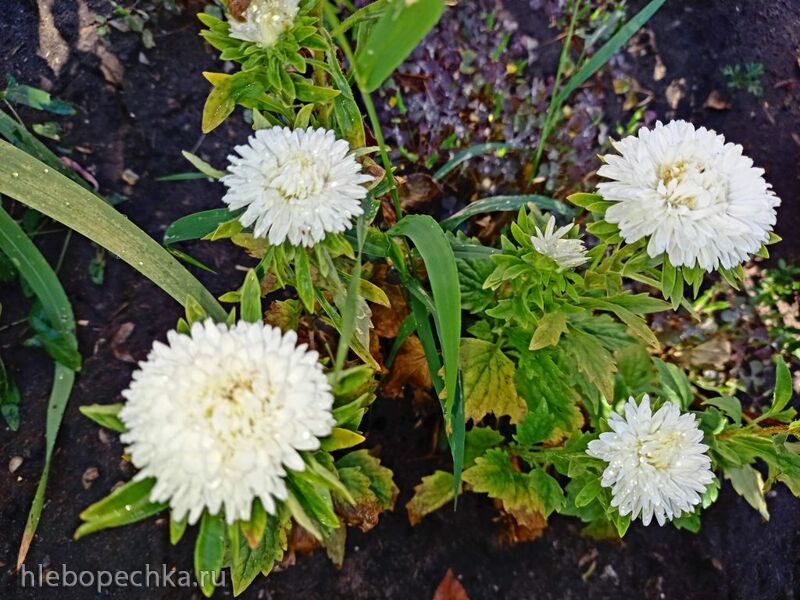 Чайная беседка