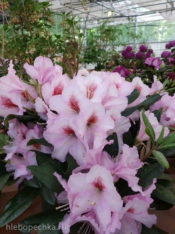 Чайная беседка