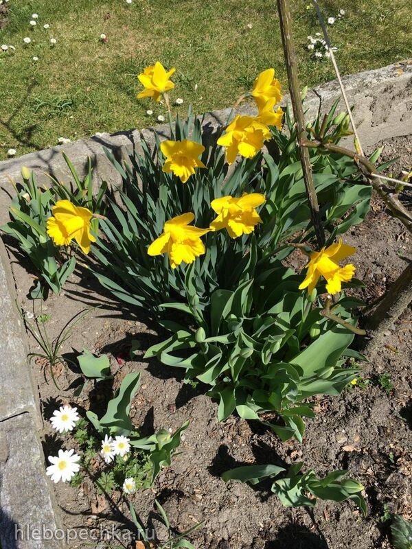 Чайная беседка