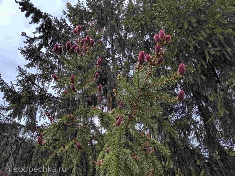 Чайная беседка