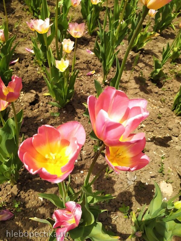 Чайная беседка