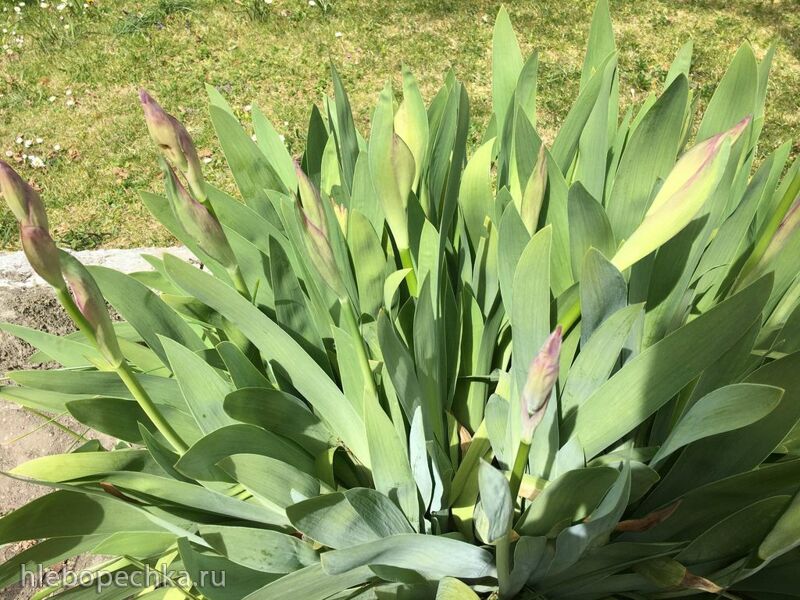 Чайная беседка