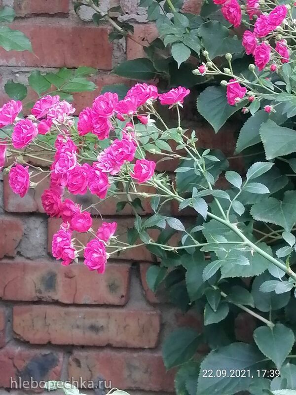 Чайная беседка