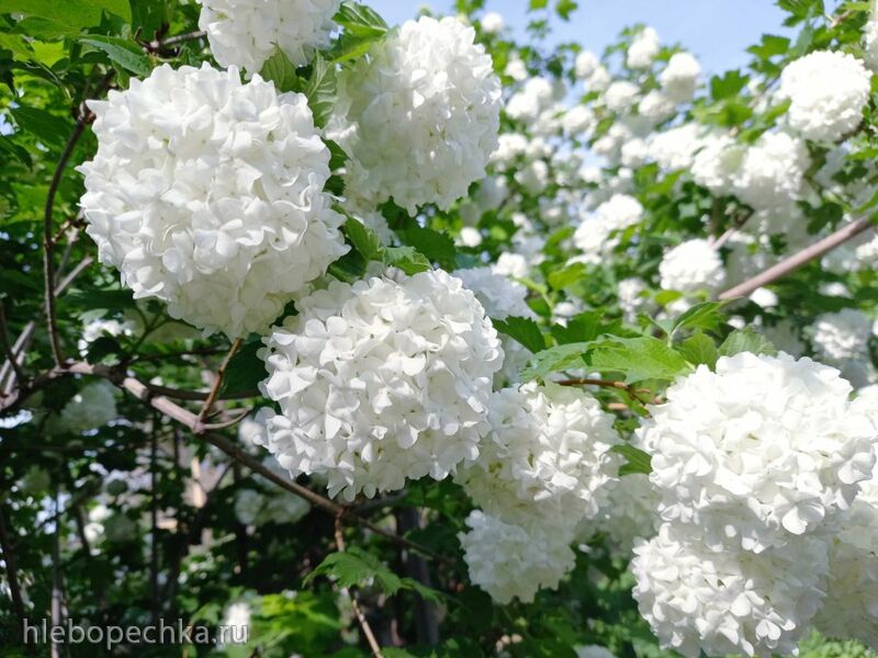 Чайная беседка