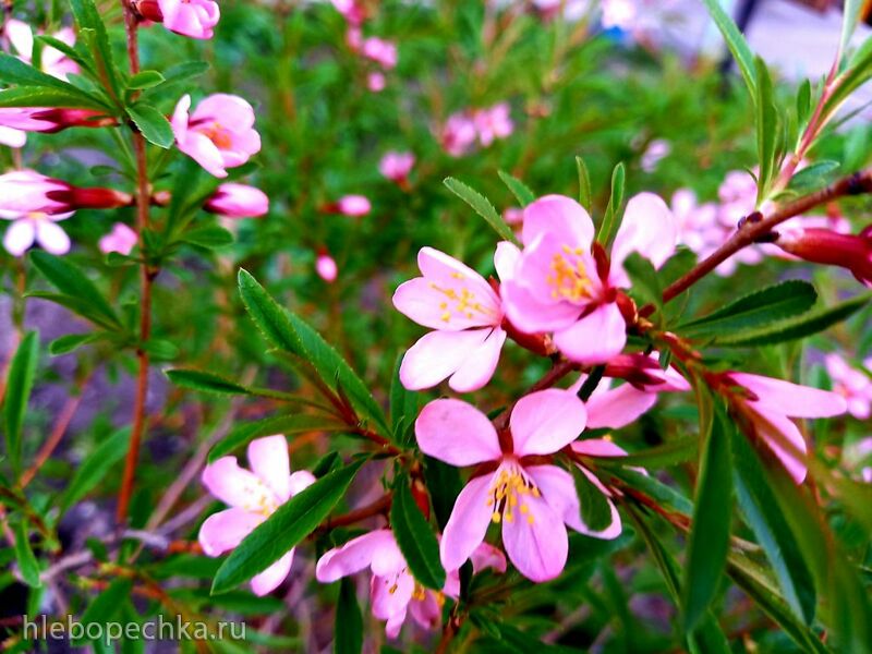 Tapтaлeтки & Ко