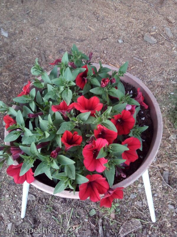 Чайная беседка