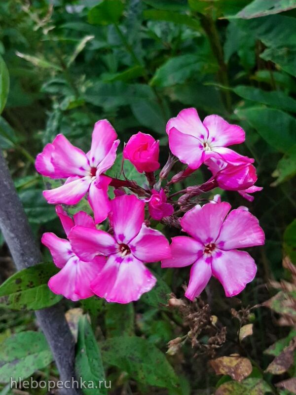 Кафе «У пани Сони»