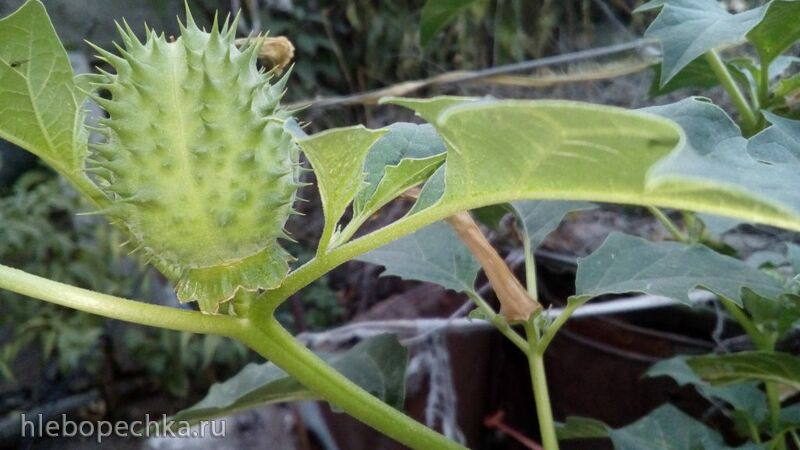 Чайная беседка