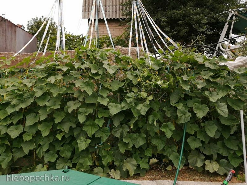 Чайная беседка