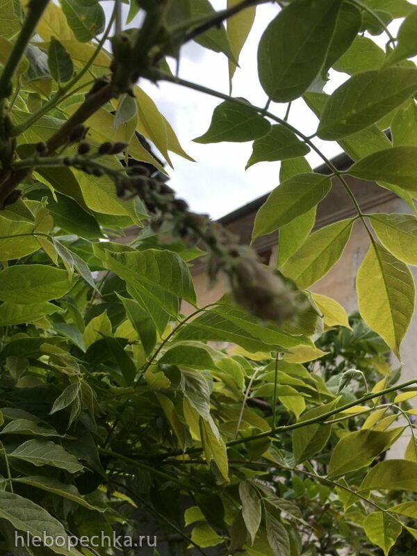 Чайная беседка