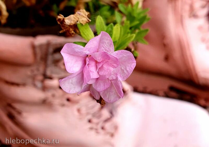 Чайная беседка