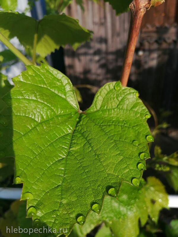 Чайная беседка