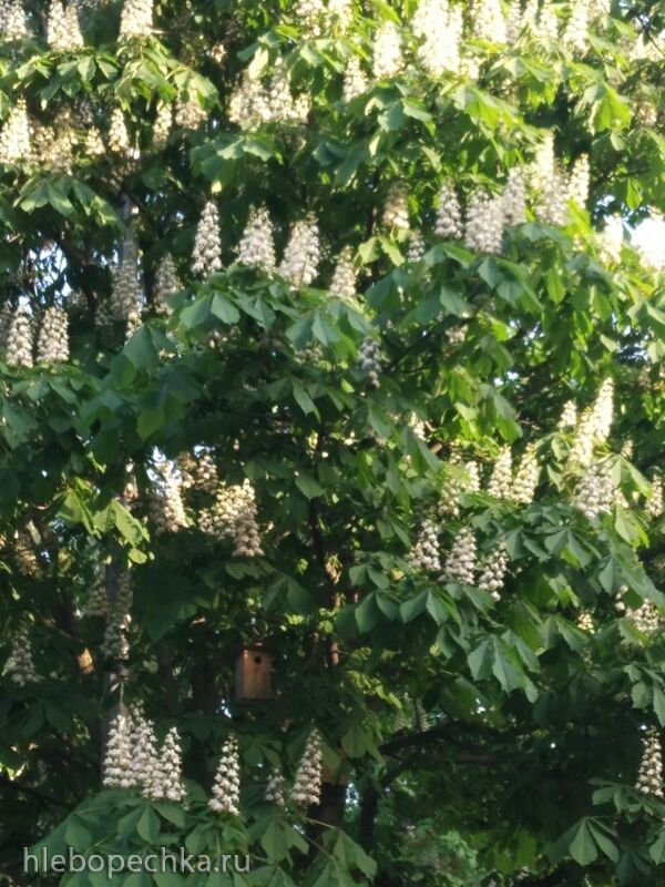 Чайная беседка