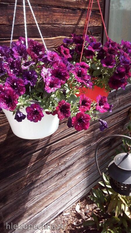 Чайная беседка