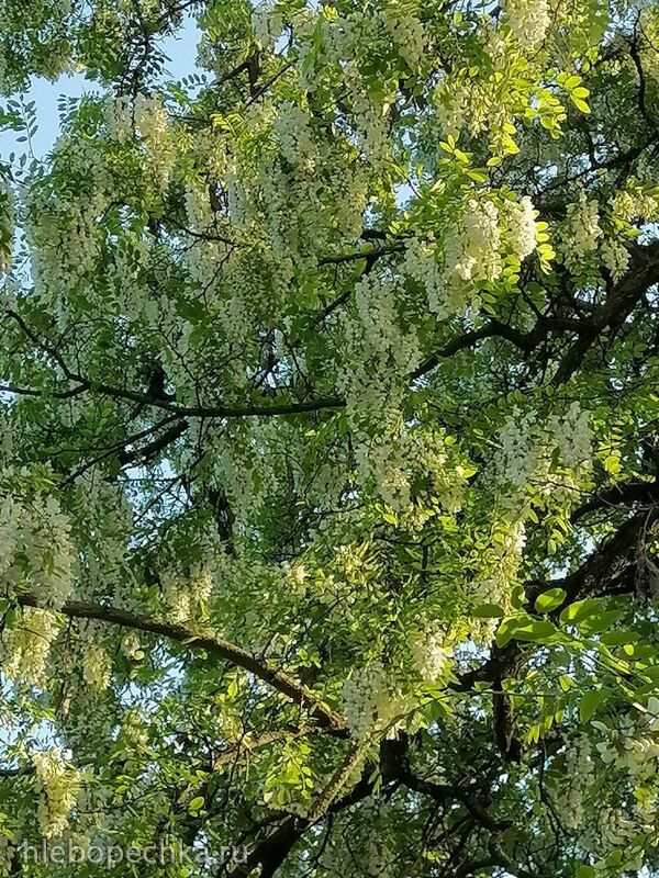 Чайная беседка