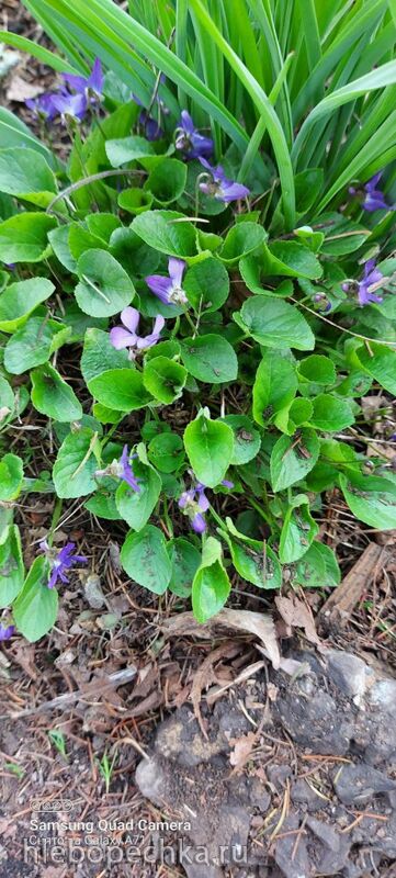 Tapтaлeтки & Ко