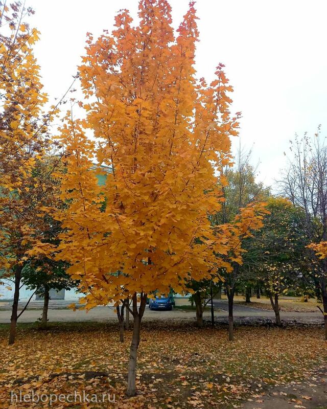 Чайная беседка