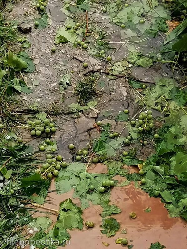 Чайная беседка